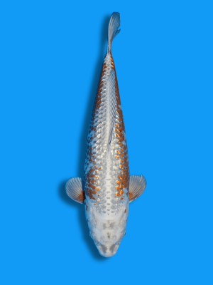 Ginrin Ginga | Koi&Co.